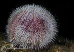 Common Sea Urchin