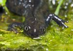 great crested newt