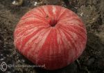 Horseman anemone - closed