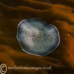 Sea mat bryozoan 2