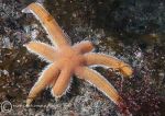 Seven-armed starfish