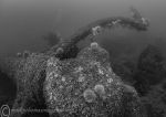 Farne's wreck 2