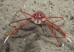 Long-clawed squat lobster