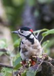 Greater-spotted woodpecker