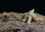 Cup coral & starfish