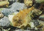 Long-spined Scorpionfish - small, yellow