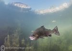 Trout in shallows