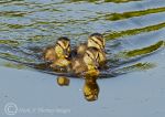 Ducklings