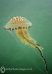 Compass jellyfish