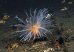 Sea loch anemone