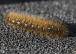 Oak Eggar Moth Caterpillar