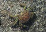 Shore crab