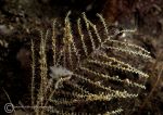 Feathery hydroid