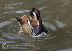 Mandarin - male