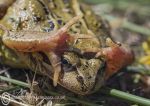 Connemara toad
