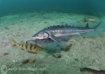 Russian sturgeon - feeding