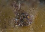 Long-spined scorpionfish in weed