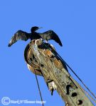 Cormorant_on_crane_3.jpg