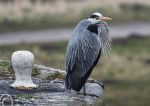 Grey Beard