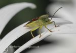 Hawthorn Shield Bug