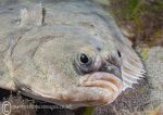 Flatfish Face