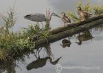 Grey heron & mallard