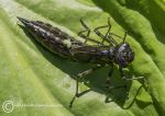 Emperor Dragonfly Nymph