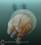 Barrel Jellyfish 6