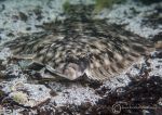 Flounder
