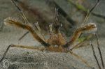 Long-legged Spider Crab - Criccieth