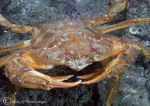 harbour crab
