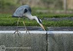 Heron - hunting