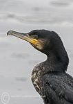 Cormorant Portrait