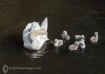 Mute swans 2014