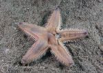 Sand star