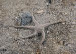 Sand brittlestar