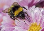 Buff-tailed Bumble Bee