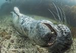 Grey seal pup 2