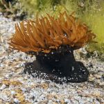 Beadlet anemone