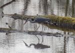 Heron fishing