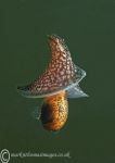 Akera bullata, a bubble-shell seaslug