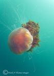 Lion's mane jellyfish