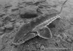 Diamond Sturgeon b&w