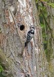 Lesser-spotted Woodpecker - female