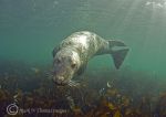 grey seal pup