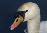 mute swan close up