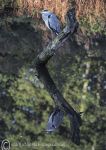 Grey Heron perch