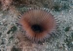Eyelash worm