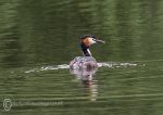 Great crested grebe