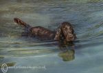 Finbar - swimming, Omey